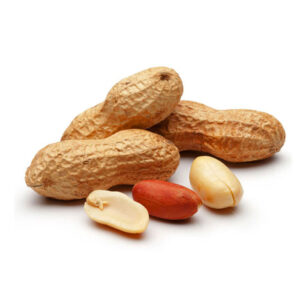 Groundnut